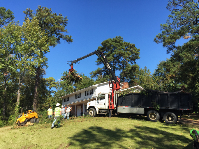 Tree Trimming in Kansas City: Importance, Techniques, and Best Practices Image